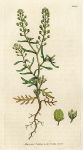 Narrow-leaved Pepper-wort (Lepidium ruderale), Sowerby, 1806