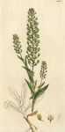 Common Mithridate Mustard (Thlaspi campestre), Sowerby, 1804