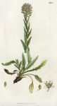 Hairy Mithridate Mustard (Thlaspi hirtum), Sowerby, 1807