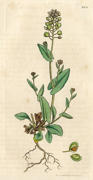Perfoliate Shepherds Purse (Thlaspi perfoliatum), Sowerby, 1811