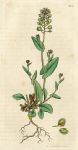 Perfoliate Shepherds Purse (Thlaspi perfoliatum), Sowerby, 1811