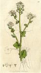 Common Scurvy-grass (Cochlearia officinalis), Sowerby, 1799