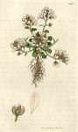 Greenland Scurvy-grass (Cochlearia groenlandica), Sowerby, 1812