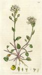 English Scurvy-grass (Cochlearia anglica), Sowerby, 1799