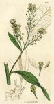 Horseradish (Cochlearia Armoracia), Sowerby, 1811