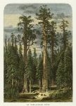 USA, Yosemite, Big Trees - Mariposa Grove, 1875