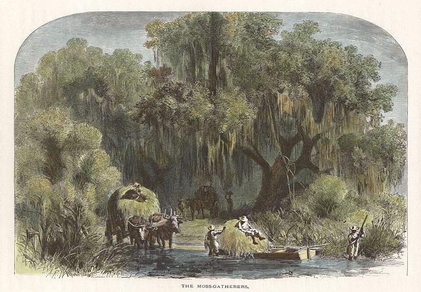 USA, Louisiana, The Moss-Gatherers, 1875