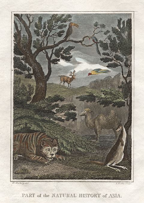 Tiger, Camel, Kangaroo etc., 1823