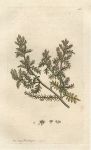 Procumbent Pepper-wort (Lepidium didymum), Sowerby, 1795