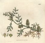 Common Wart-cress (Coronopus Ruellii), Sowerby, 1806