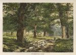 Nottinghamshire, Sherwood Forest, 1875