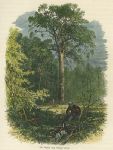 Windsor Forest, Victoria Oak, 1875