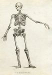 Human Skeleton, 1823