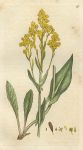 Woad (Isatis tinctoria), Sowerby, 1793