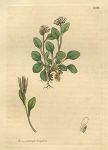 Daisy-leaved Ladies-Smock (Cardamine bellidifolia), Sowerby, 1811