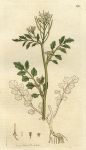 Hairy Ladies-Smock (Cardamine hirsuta), Sowerby, 1798
