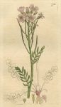 Meadow Ladies-Smock (Cardamine pratensis), Sowerby, 1798