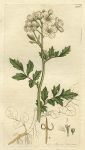 Bitter Ladies-Smock (Cardamine amara), Sowerby, 1802