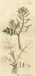 Watercress (Sisymbrium Nasturtium), Sowerby, 1801