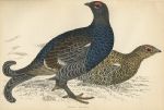 Black Grouse bird print, 1867