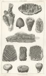 Plant Fossils, 1849