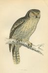 Hawk Owl print, 1867
