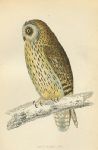 Short-Eared Owl bird print, 1867