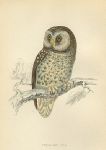 Tengmalm's Owl print, 1867