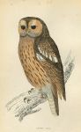 Tawny Owl print, 1867