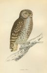 Little Owl print, 1867
