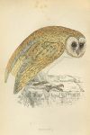 White Owl print, 1867