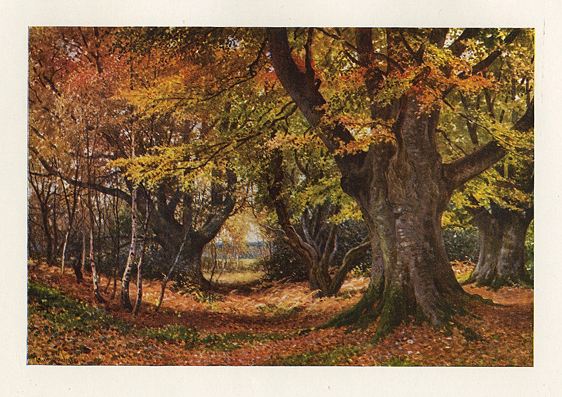 Surrey, Beeches in Autumn, near Godalming, 1906
