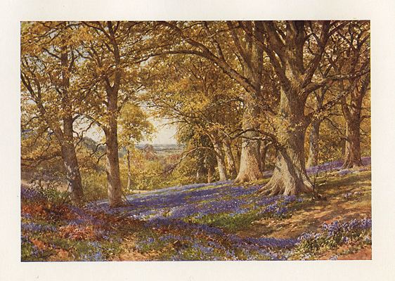 Surrey, A Slope of Bluebells, Hascombe, 1906