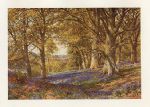 Surrey, A Slope of Bluebells, Hascombe, 1906