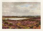 Surrey, The Great Pond, Frensham, 1906