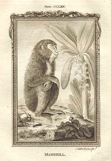 Mandrill, after Buffon, 1785
