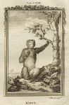 Barbary Ape, or Magot, after Buffon, 1785