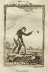 Small Gibbon, after Buffon, 1785