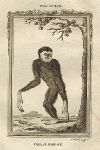 Great Gibbon, after Buffon, 1785
