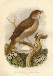Nightingale - Luscinia Philomela, 1875
