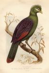 Purple Crested Corythaix - Corythaix macrorhynchus, 1875