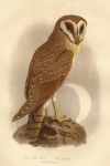 Java Owl - Strix Javanica, 1875