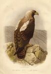 Imperial Eagle - Aquila imperialis, 1875
