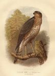 Sparrow Hawk - Accipiter nisus, 1875