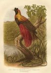 Ruby Bird of Paradise - Paradisia rubra, 1875
