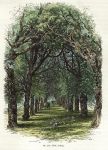 Oxford, The Lime Walk, Trinity, 1875