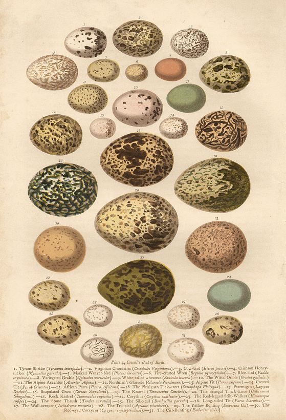 Eggs, Cassell's Book of Birds, 1875