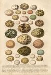 Eggs, Cassell's Book of Birds, 1875