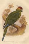 Ground Parakeet - Pezoporinus, 1875