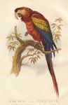 Arara Macao - Scarlet Macaw, 1875